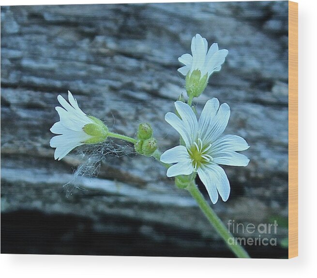 Mouse Eared Chickweed Wood Print featuring the photograph Mouse-Eared Chickweed #1 by Ann E Robson