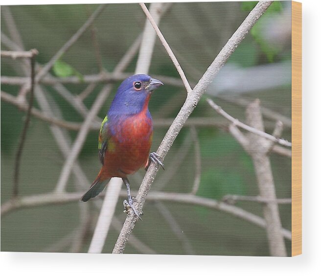 Painted Bunting Wood Print featuring the photograph Painted Bunting #1 by Dart Humeston