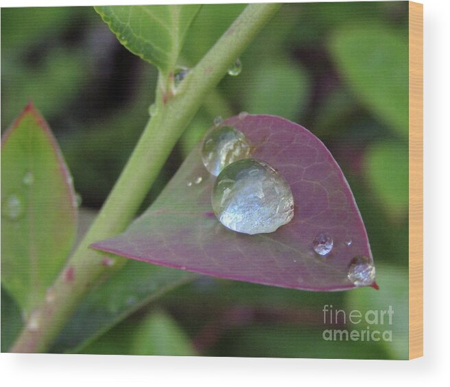 Raindrops Wood Print featuring the photograph Pearls On Leaves 4 by Kim Tran
