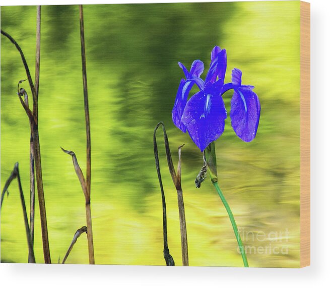 Tinas Captured Moments Wood Print featuring the photograph Purple Iris #1 by Tina Hailey