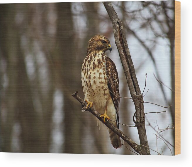 Red Wood Print featuring the photograph Red Tailed Hawk #1 by Jill Lang