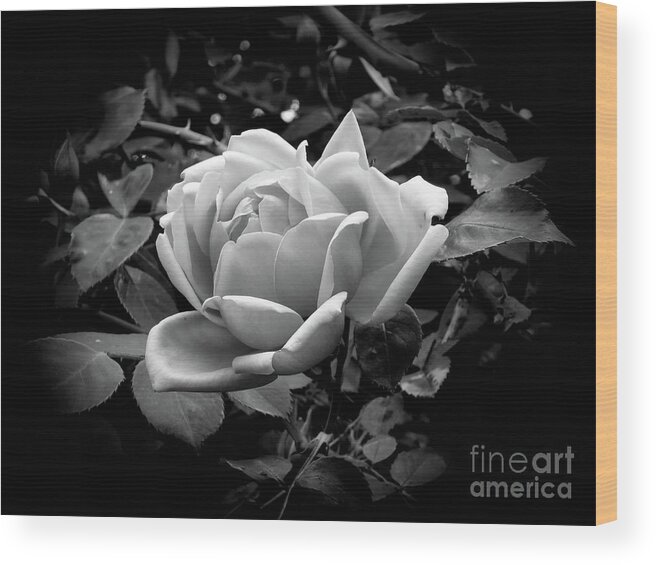 Rose Wood Print featuring the photograph Rose #1 by Fran Woods