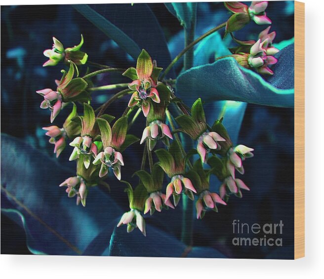 Milkweeds Wood Print featuring the photograph Satin #2 by Elfriede Fulda