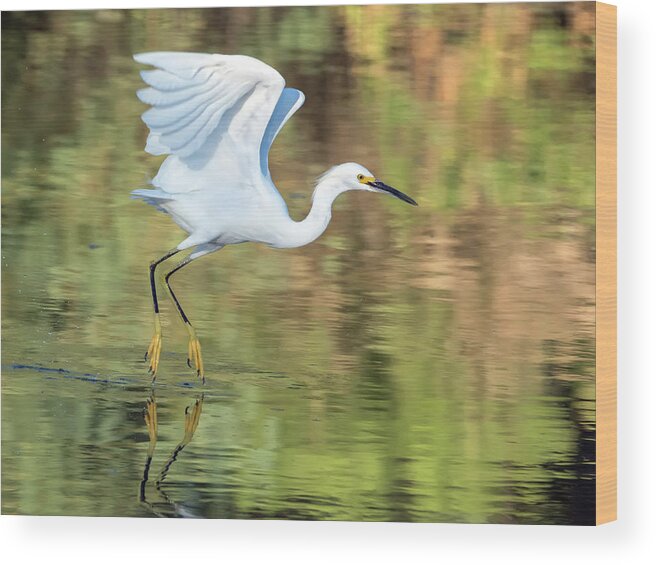 Snowy Wood Print featuring the photograph Snowy Egret 6657-100317-1 #2 by Tam Ryan