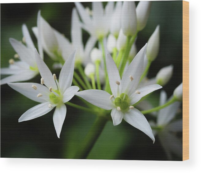 Wild Garlic Wood Print featuring the photograph Wild Garlic by Nick Bywater