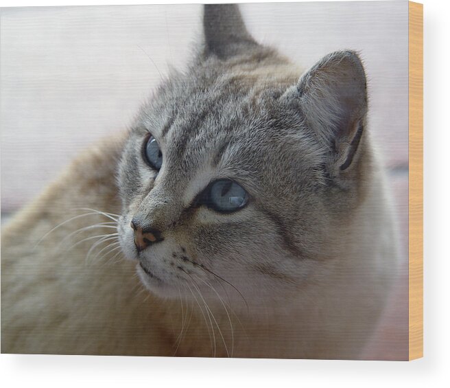 Cat Wood Print featuring the digital art Cat #12 by Maye Loeser