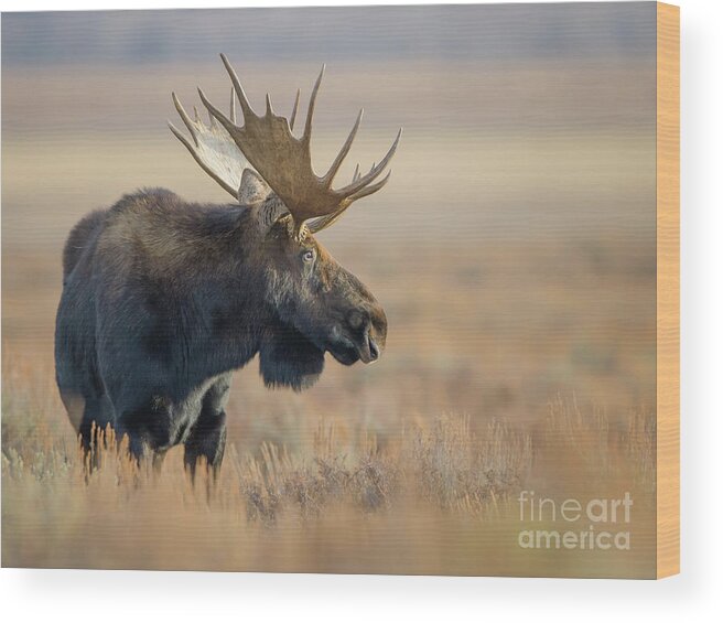 Moose Wood Print featuring the photograph Bull Moose #2 by Brad Schwarm