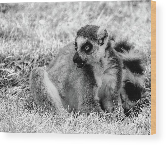 Ring Tailed Lemur Wood Print featuring the photograph Ring tailed lemur #2 by Ed James