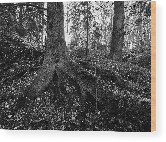 Jouko Lehto Wood Print featuring the photograph Roots #3 by Jouko Lehto