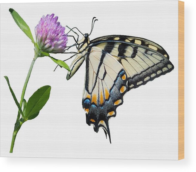 Tiger Swallowtail Butterfly Wood Print featuring the photograph Tiger Swallowtail Butterfly by Holden The Moment