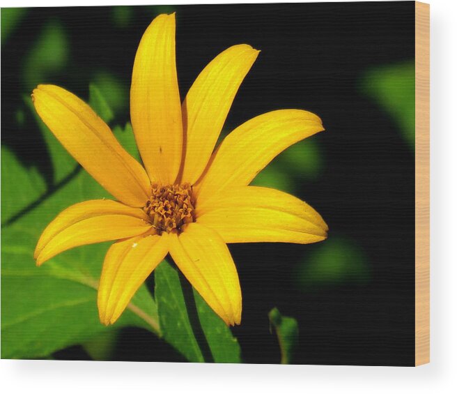 Wild Flower Wood Print featuring the photograph Wild Flower #2 by Eric Switzer