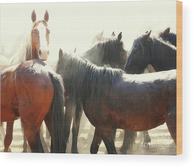Man Fron Snowy River Wood Print featuring the photograph Wild Horses - Australian Brumbies 3 #1 by Lexa Harpell