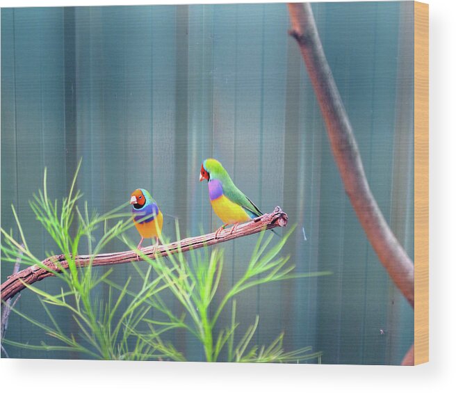 Lovebirds Wood Print featuring the photograph Aussie Rainbow Lovebirds by Kathy Corday