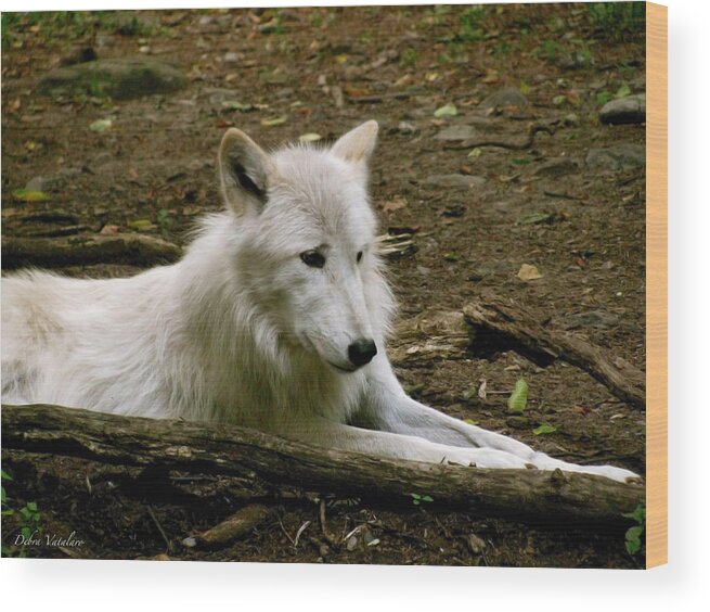 Rest In The Forest Shade Wood Print featuring the photograph The Wild Wolve Group A #26 by Debra   Vatalaro