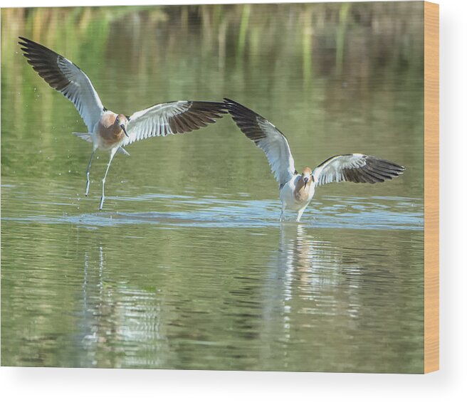 American Wood Print featuring the photograph American Avocets #5 by Tam Ryan