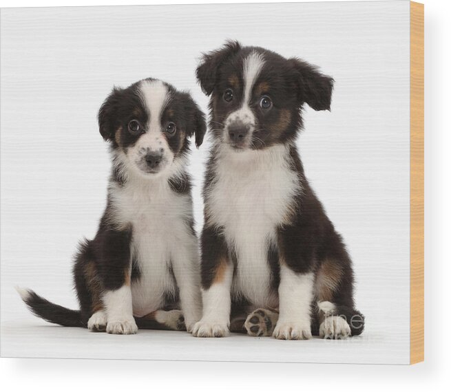 Nature Wood Print featuring the photograph Mini American Shepherd Puppies #3 by Mark Taylor