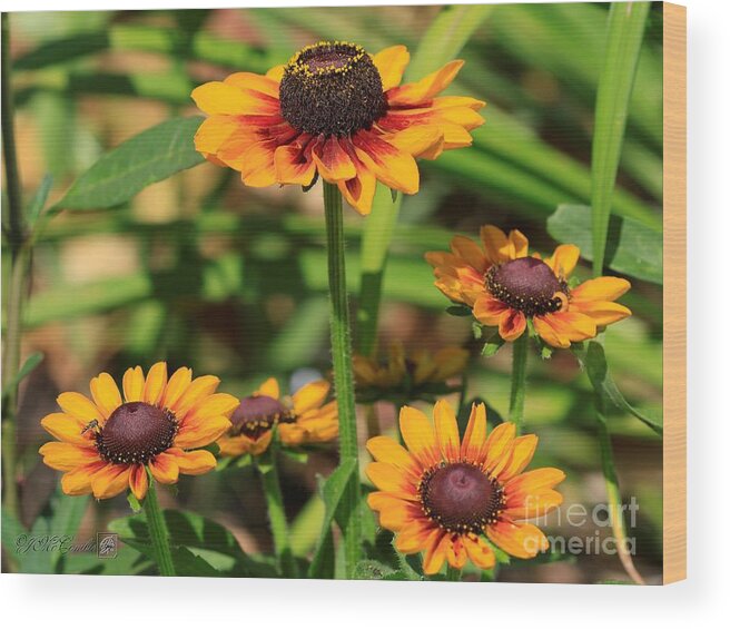 Mccombie Wood Print featuring the photograph Rudbeckia named Toto Rustic #2 by J McCombie