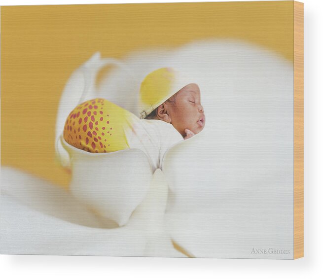 Orchid Wood Print featuring the photograph Telayiah in a Moth Orchid by Anne Geddes