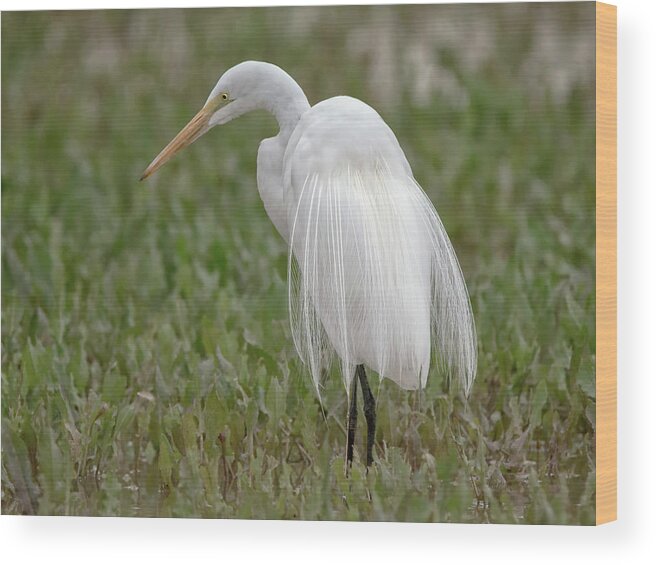 Great Wood Print featuring the photograph Great Egret #36 by Tam Ryan