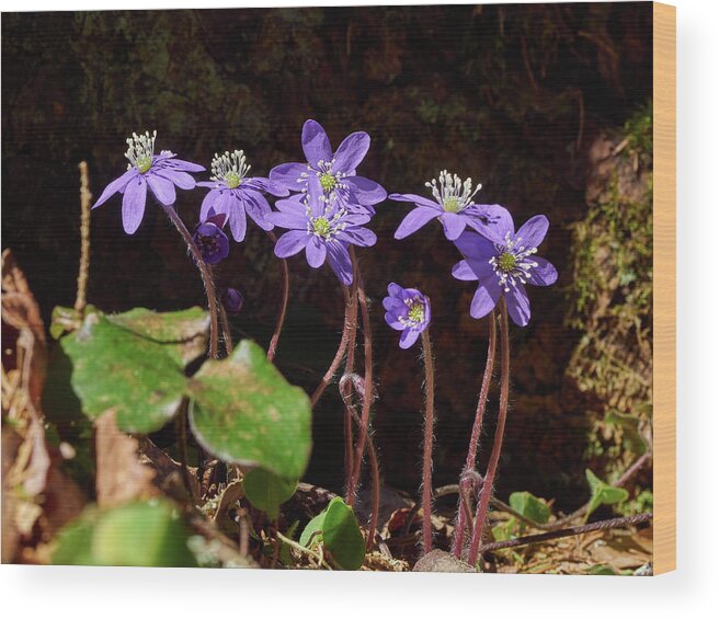 Finland Wood Print featuring the photograph Anemone hepatica #4 by Jouko Lehto