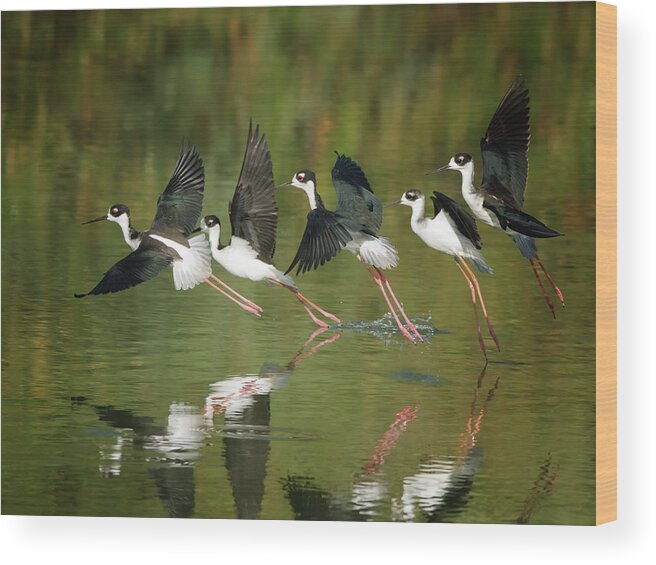 Black-necked Wood Print featuring the photograph Black-necked Stilts #6 by Tam Ryan