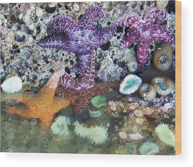 Starfish Wood Print featuring the photograph 4 Starfish by Julie Rauscher
