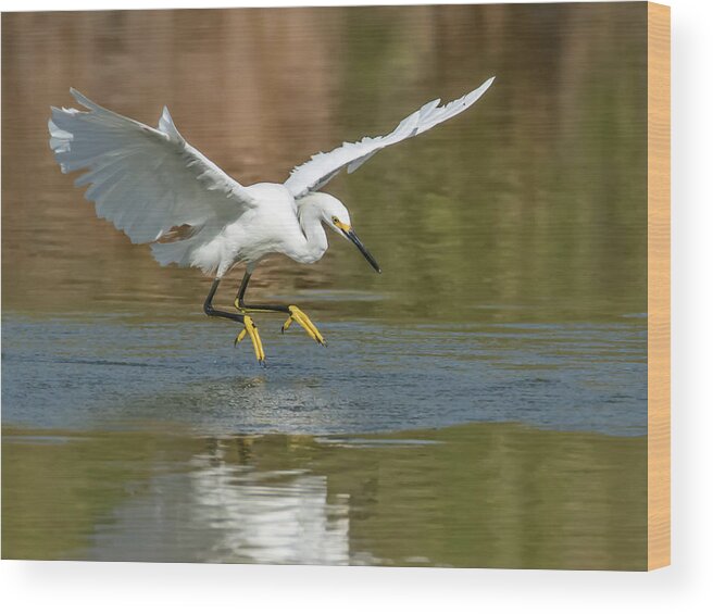Snowy Wood Print featuring the photograph Snowy Egret #47 by Tam Ryan