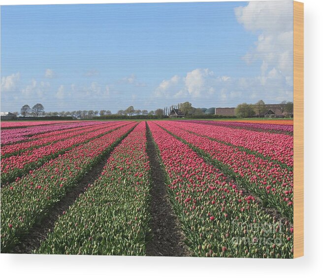Tulip Wood Print featuring the photograph Tulips in Warmenhuizen #2 by Chani Demuijlder