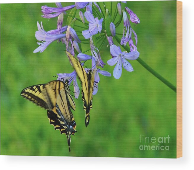 Butterfly Wood Print featuring the photograph Butterfly #78 by Marc Bittan