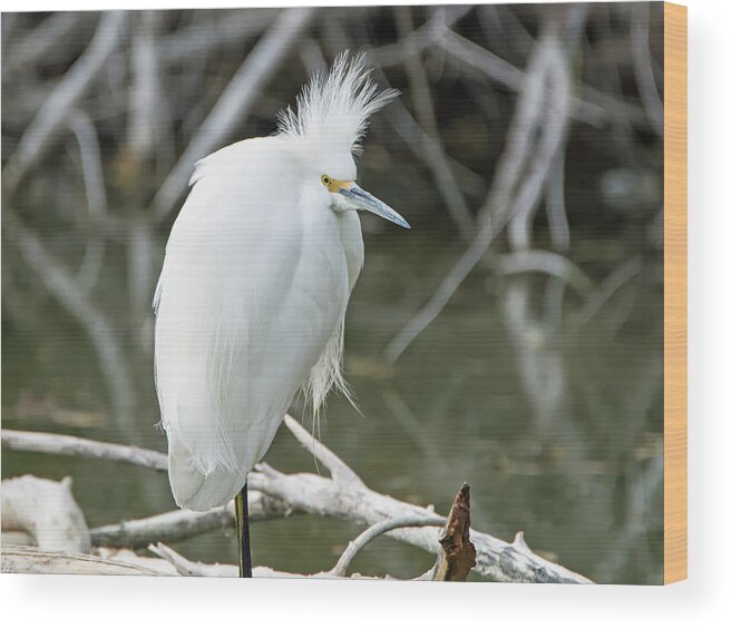 Snowy Wood Print featuring the photograph Snowy Egret #87 by Tam Ryan