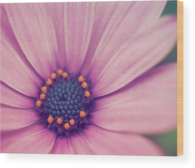 Daisy Wood Print featuring the photograph A Flower for You... by Yuka Kato