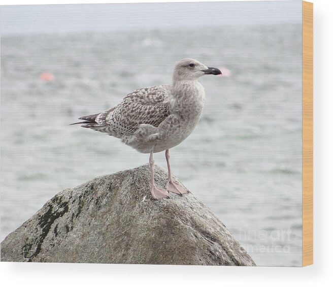 Gull Wood Print featuring the photograph A moment of rest by Karin Ravasio