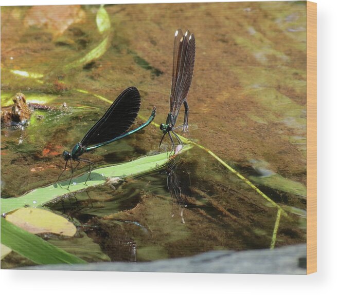 Damselfly Wood Print featuring the photograph A pair alight by Azthet Photography