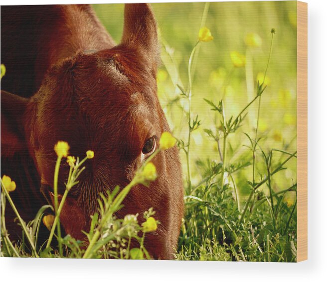 Colonial Williamsburg Wood Print featuring the photograph A Spring Calf by Rachel Morrison