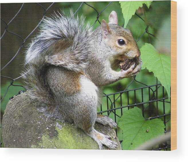 a Squirrelly Portrait Wood Print featuring the photograph A Squirrelly Portrait by Kimmary MacLean