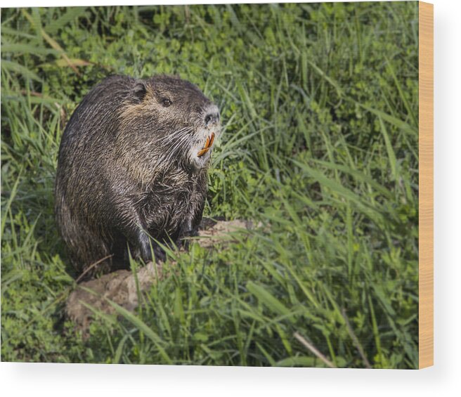 Jean Noren Wood Print featuring the photograph A Toothy Nutria by Jean Noren