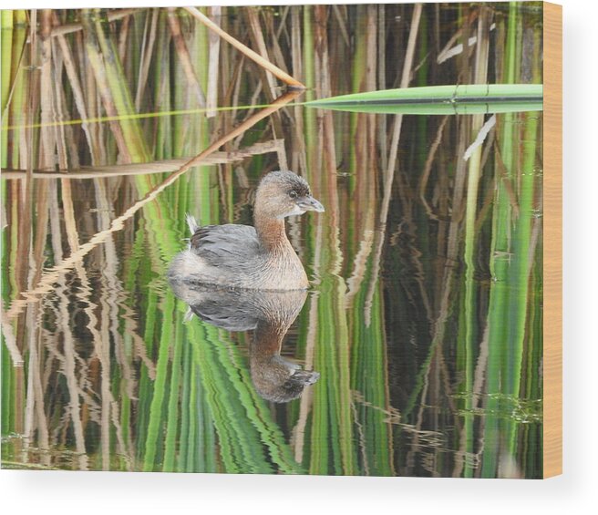 Duck; Waterfowl; Marsh; Reeds; Reflections; Horicon Marsh; Waupun; Pied-billed Grebe; Wood Print featuring the photograph A Young Pied-billed Grebe And Its Reflection by Janice Adomeit