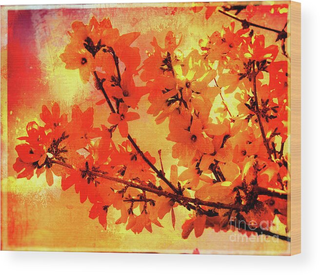 Forsythia Wood Print featuring the photograph Abstract Forsythia Flowers by Anita Pollak