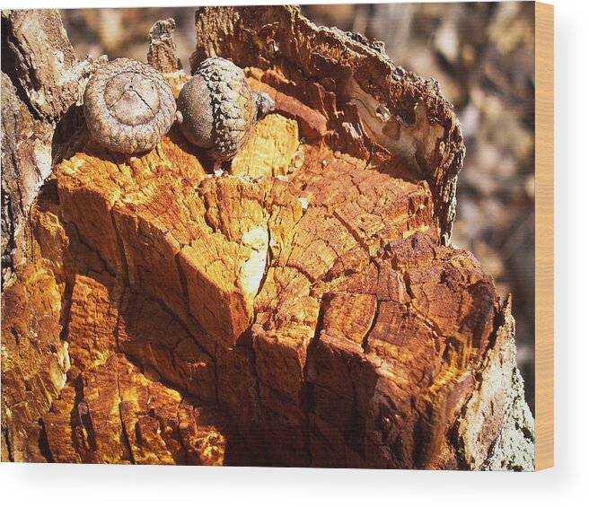 Acorn Wood Print featuring the photograph Acorns - The Cycle of Life Continues by Shawna Rowe