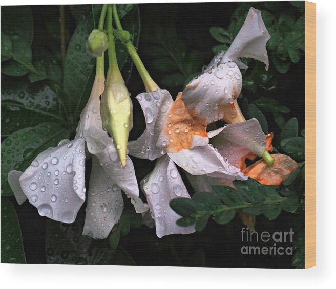 Flowers In Rain Wood Print featuring the photograph After the Rain - Flower Photography by Miriam Danar
