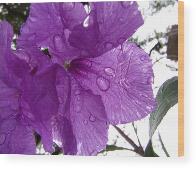 Purple Wood Print featuring the photograph After the Rain by Nicole I Hamilton