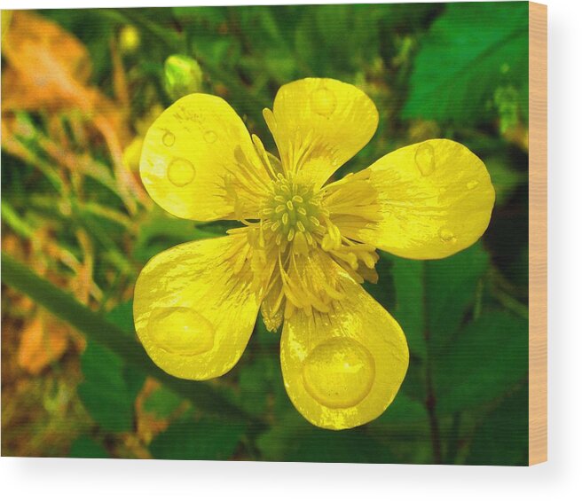 Plants Wood Print featuring the photograph After the Rain by Roberto Alamino