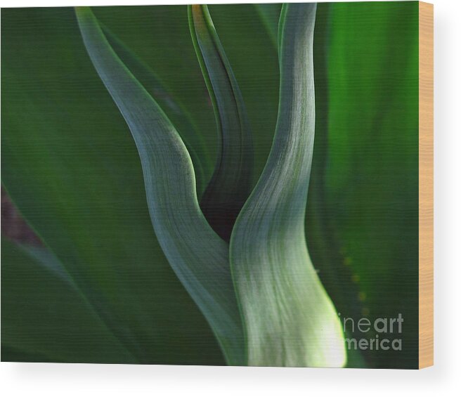 Wall Art Wood Print featuring the photograph Agave Abstract by Kelly Holm