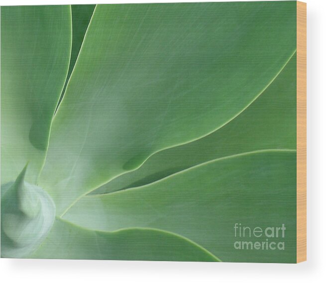 Agave Wood Print featuring the photograph Agave by James Temple