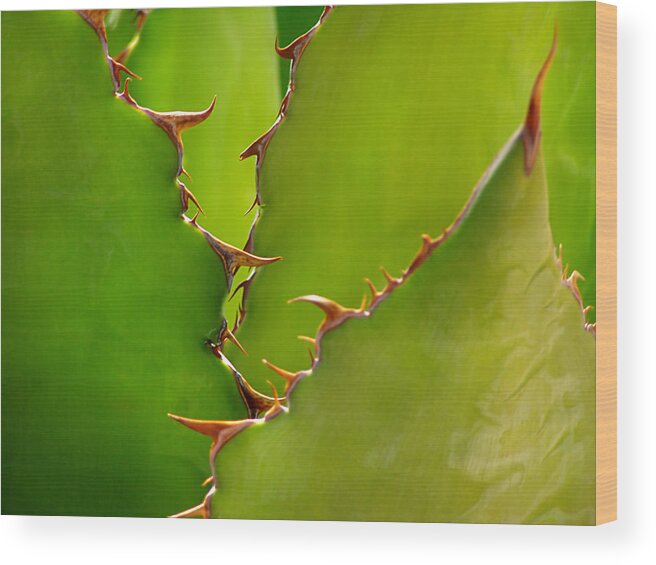 Arizona Wood Print featuring the photograph Agave Shark by Steven Myers