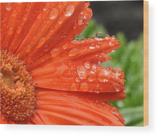 Gerbera Wood Print featuring the photograph All Wet Two by Betty-Anne McDonald