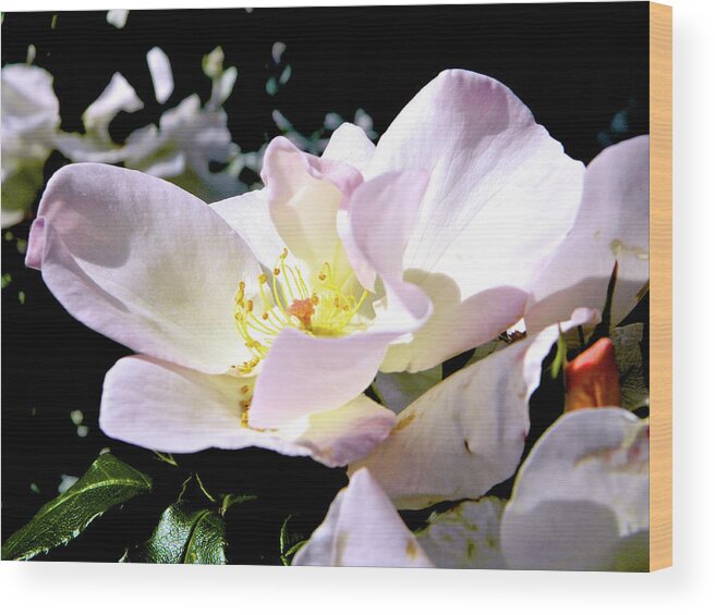 Flower Photography Wood Print featuring the photograph Along the Trail of Tears 003 by Michael Genevro