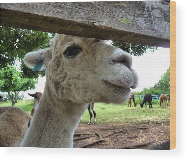 Portrait Wood Print featuring the photograph Alpaca by Michael Blaine