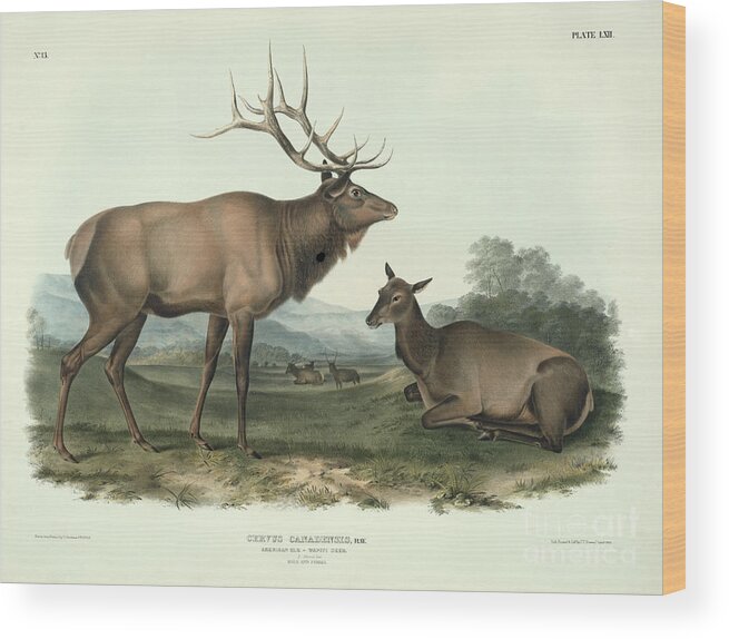 Elk Wood Print featuring the painting American Elk by John James Audubon
