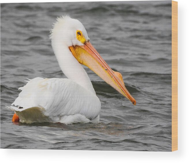 Pelican Wood Print featuring the photograph American White Pelican #2 by Mindy Musick King